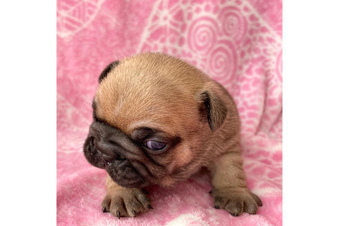 成約済の埼玉県のフレンチブルドッグ-87166の3枚目