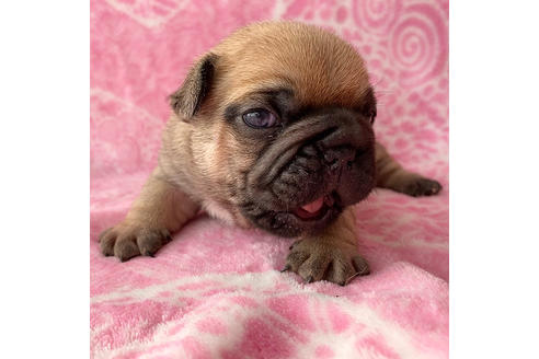 成約済の埼玉県のフレンチブルドッグ-87166の2枚目