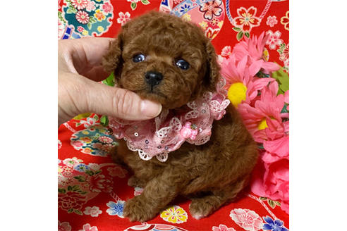 岡山県のトイプードル 女の子 19 11 16生まれ レッド 子犬id 871 ブリーダーナビ