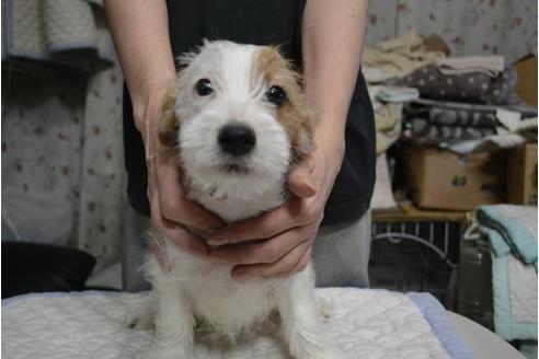 成約済の栃木県のジャックラッセルテリア-83821
