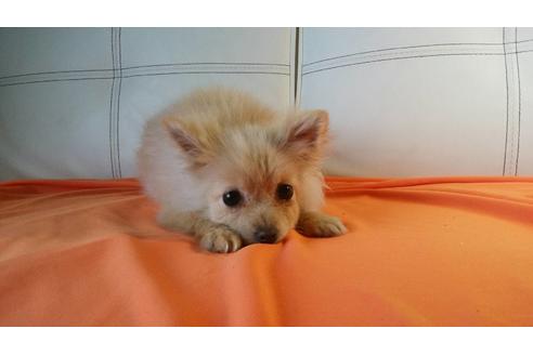 成約済の鹿児島県のミックス犬-87221