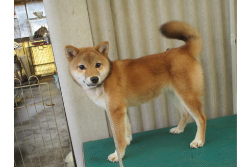 成約済の岡山県の柴犬-79364の1枚目