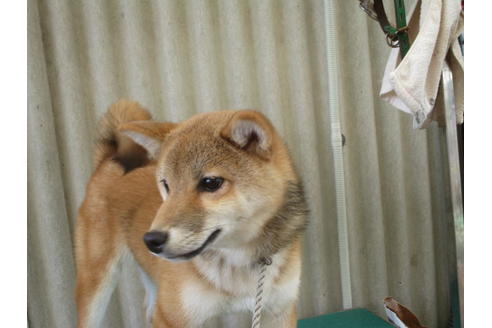 成約済の岡山県の柴犬-79364の5枚目