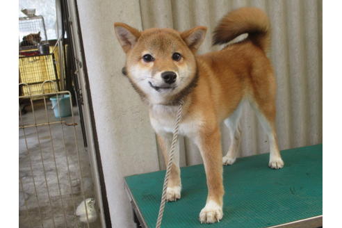成約済の岡山県の柴犬-79364の4枚目