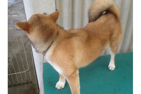 成約済の岡山県の柴犬-79364の3枚目