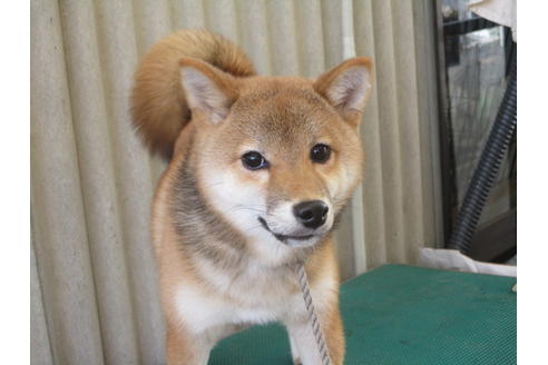 成約済の岡山県の柴犬-79364の2枚目