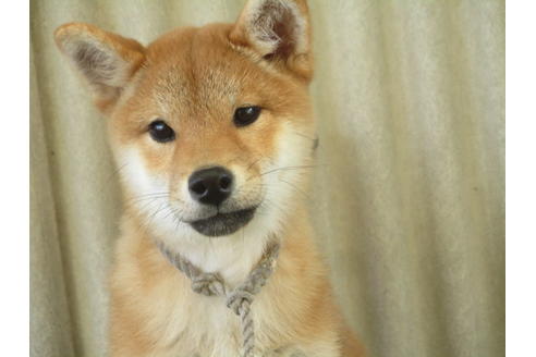 成約済の岡山県の柴犬-83112の4枚目