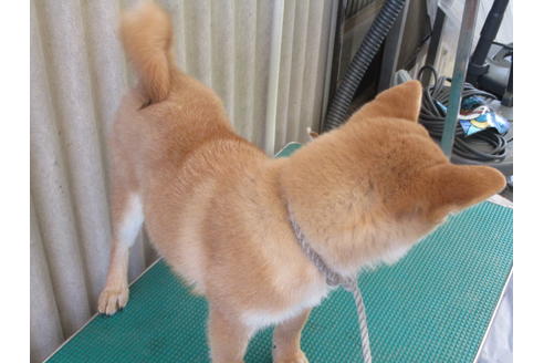成約済の岡山県の柴犬-83112の3枚目
