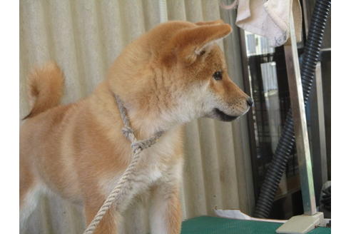 成約済の岡山県の柴犬-83112の2枚目
