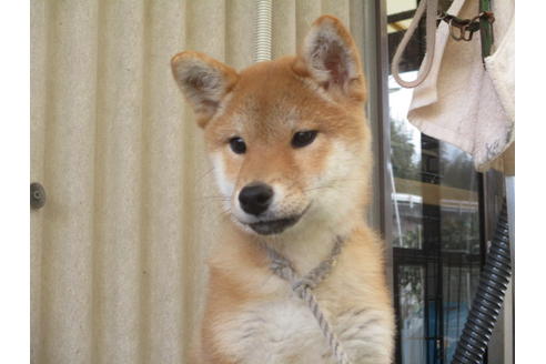 成約済の岡山県の柴犬-83112の1枚目