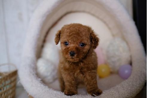 成約済の滋賀県のトイプードル-86633の1枚目