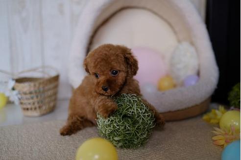 成約済の滋賀県のトイプードル-86633の5枚目