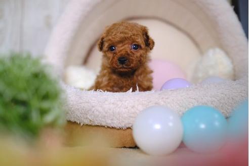 成約済の滋賀県のトイプードル-86633の3枚目