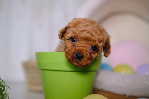 成約済の滋賀県のトイプードル-86633の2枚目