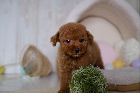 成約済の滋賀県のトイプードル-86634の5枚目