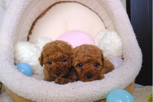 成約済の滋賀県のトイプードル-86634の4枚目