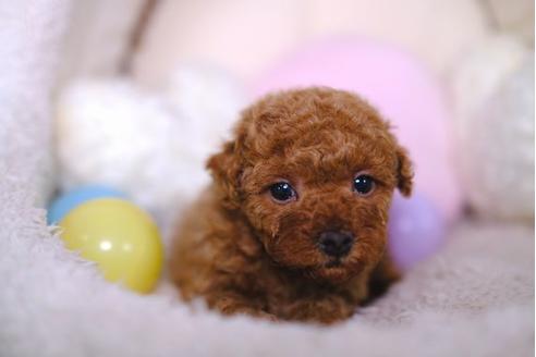 成約済の滋賀県のトイプードル-86634の3枚目