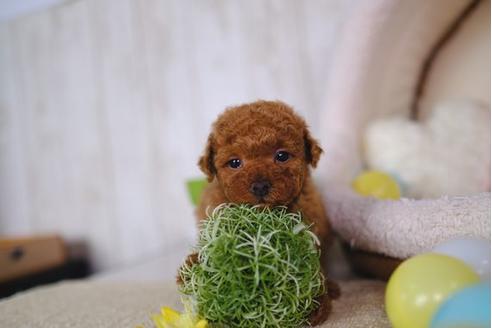 成約済の滋賀県のトイプードル-86634の2枚目