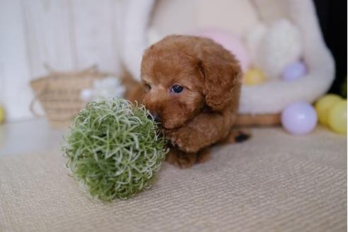 成約済の滋賀県のトイプードル-86644の1枚目