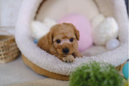 成約済の滋賀県のトイプードル-86645の3枚目