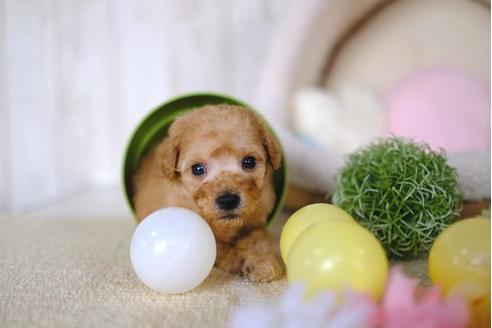 成約済の滋賀県のトイプードル-86645の2枚目