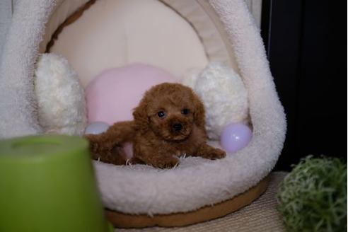 成約済の滋賀県のトイプードル-86646