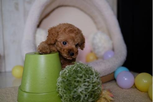 成約済の滋賀県のトイプードル-86646の5枚目