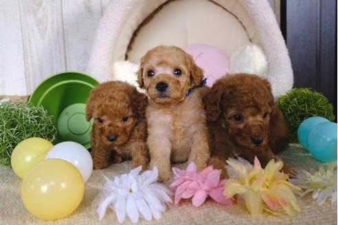 成約済の滋賀県のトイプードル-86646の4枚目