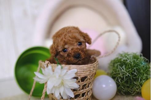 成約済の滋賀県のトイプードル-86646の3枚目