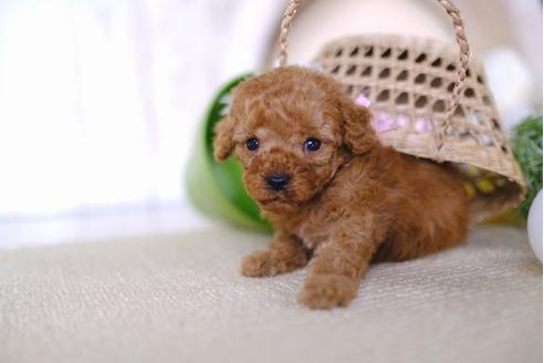 成約済の滋賀県のトイプードル-86646の2枚目