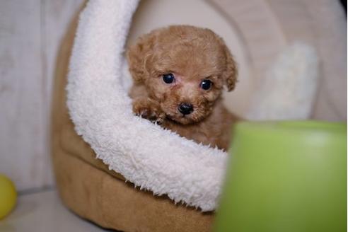 成約済の滋賀県のトイプードル-86650