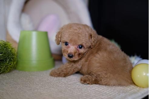 成約済の滋賀県のトイプードル-86650の5枚目