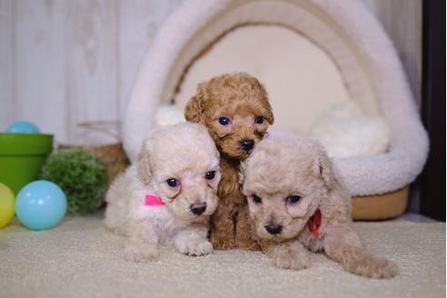 成約済の滋賀県のトイプードル-86650の4枚目