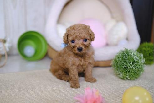 成約済の滋賀県のトイプードル-86650の3枚目