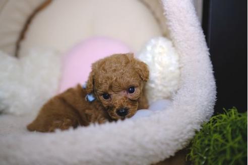 成約済の滋賀県のトイプードル-86650の2枚目