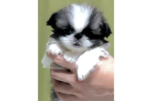 成約済の埼玉県のペキニーズ-86026の1枚目