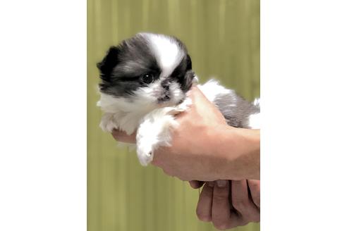 成約済の埼玉県のペキニーズ-86026の4枚目