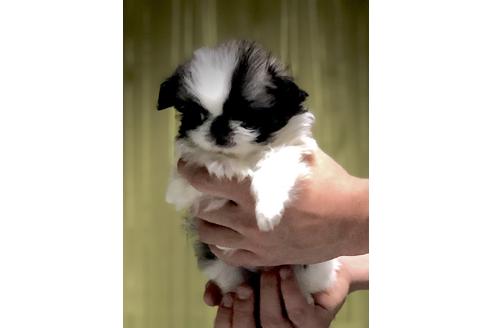 成約済の埼玉県のペキニーズ-86026の3枚目