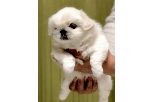 成約済の埼玉県のペキニーズ-86096