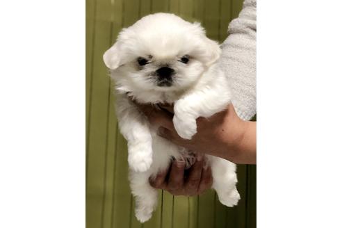 成約済の埼玉県のペキニーズ-86096の4枚目