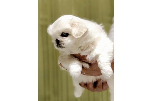 成約済の埼玉県のペキニーズ-86096の3枚目