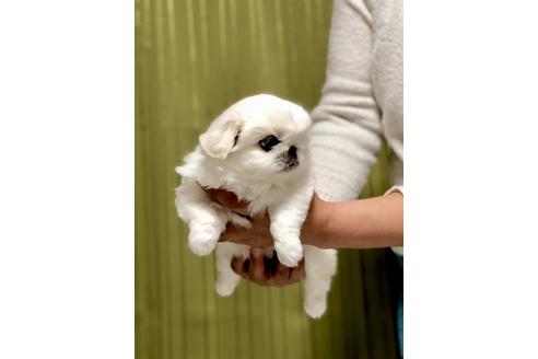 成約済の埼玉県のペキニーズ-86096の2枚目