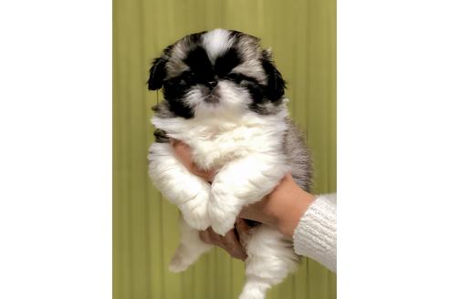 成約済の埼玉県のペキニーズ-86023の1枚目