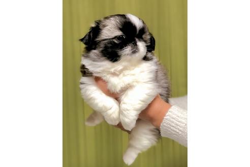 成約済の埼玉県のペキニーズ-86023の4枚目