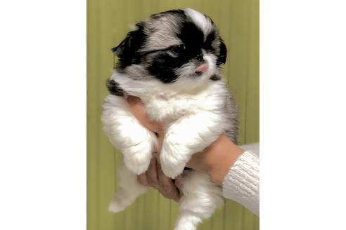 成約済の埼玉県のペキニーズ-86023の3枚目