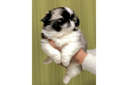 成約済の埼玉県のペキニーズ-86023の2枚目