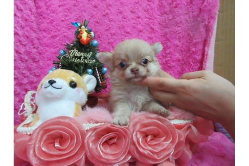 成約済の京都府のチワワ(ロングコート)-87257の1枚目