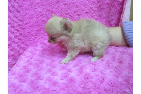 成約済の京都府のチワワ(ロングコート)-87257の3枚目