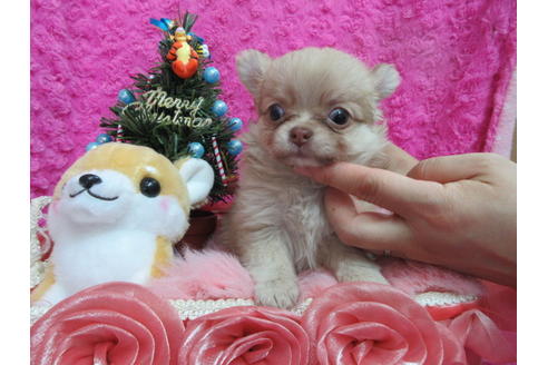 成約済の京都府のチワワ(ロングコート)-87257の2枚目