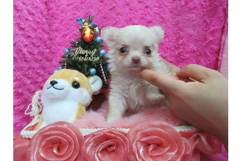 成約済の京都府のチワワ(ロングコート)-87258の3枚目